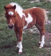 shetland-pony