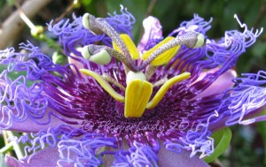 Passion Flower